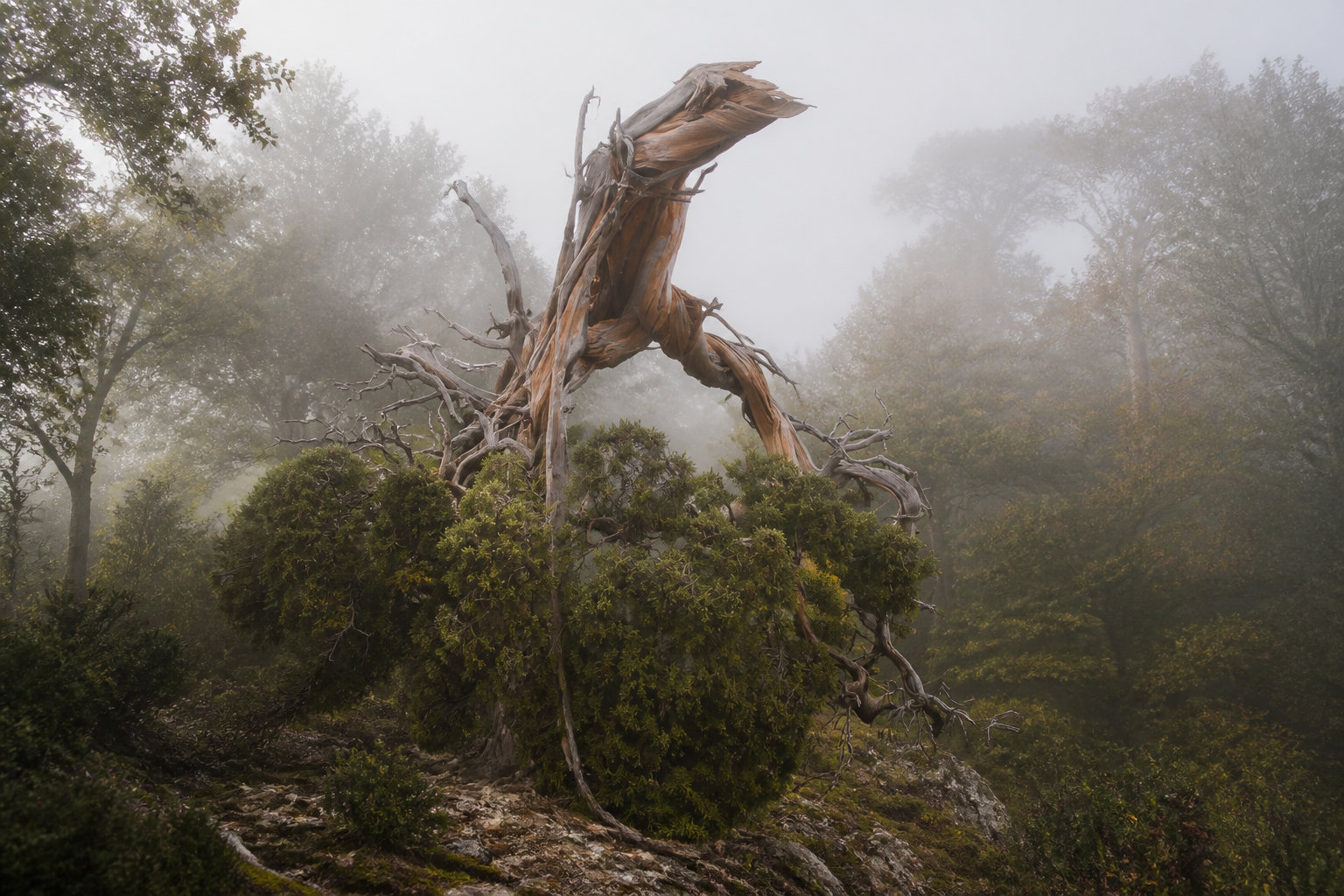 Les montagnes du Nord et leurs forêts millénaires