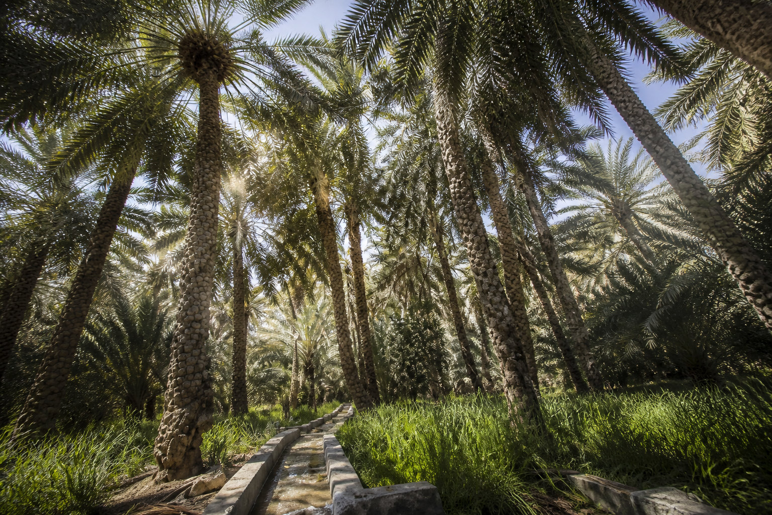 Oasis et parcs urbains : la verdure pour ta vie de famille à Al Ain
